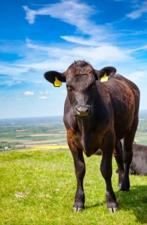 hodowla bydła angus