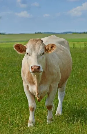 hodowla bydła charolaise